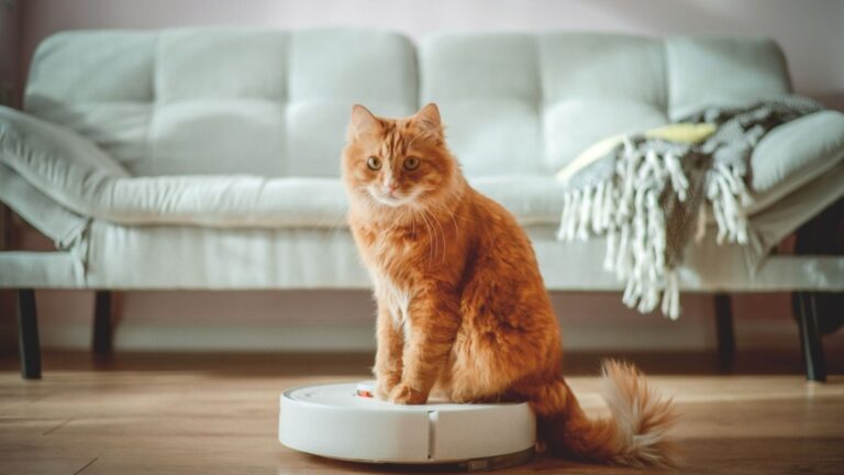 18 Modern Conveniences That Older Folks Secretly Hate 4 cat robot vacuum couch home